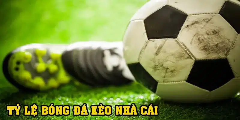 Cách xem tỷ lệ kèo và kinh nghiệm chuyên gia