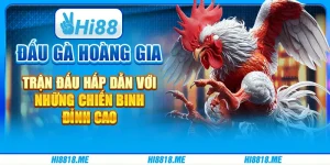 Đấu gà hoàng gia – Trận đấu hấp dẫn với những chiến binh đỉnh cao