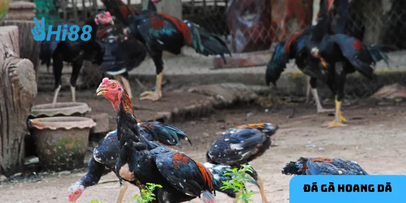 Chiến lược đặt cược thông minh là chìa khóa dẫn đến thành công trong đá gà hoang dã.