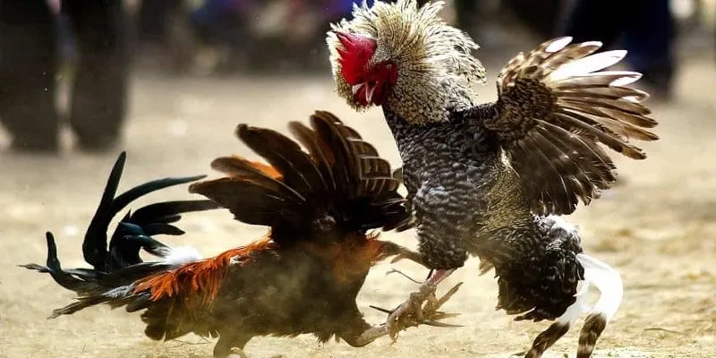 Giới thiệu chung về kèo đá gà